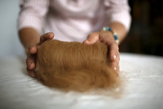 Lisa Vella-Gatt, 46, processes the wool of alpacas at her house in Benfeita, Portugal May 11, 2015. (Photo by Rafael Marchante/Reuters)