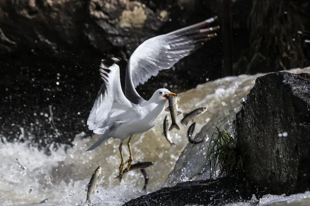 A seagull steals a pearl mullet over the waters of the Lake Van in Van, Turkey on May 26, 2019. The pearl mullets, live in waters of Lake Van and every year on 15th April, they started to jump to fresh water due to the salinity water rate at backstream. Hence they can ease their reproduction processes and they can survive. (Photo by Ali Ihsan Ozturk/Anadolu Agency/Getty Images)