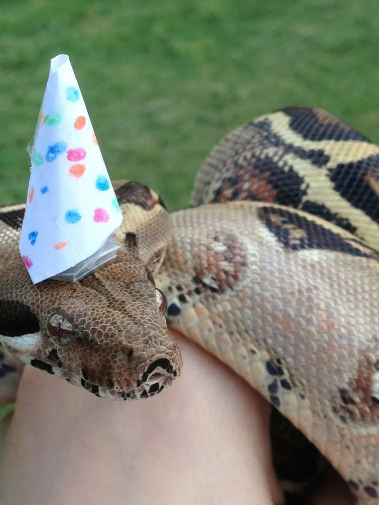  Snakes in Hats