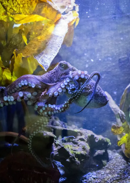 This undated image provided by The National Aquarium of New Zealand shows Inky the octopus swimming in a tank at the National Aquarium of New Zealand in Napier, New Zealand. Inky the octopus escaped the National Aquarium of New Zealand for the Pacific Ocean. (Photo by The National Aquarium of New Zealand via AP Photo)