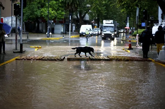 A dog crosses a flooded street in Santiago, April 17, 2016. (Photo by Ivan Alvarado/Reuters)