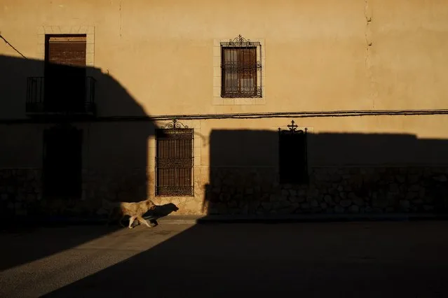 A lone dog wanders empty streets in the hometown of Don Quixote's ladyship Dulcinea, in El Toboso, Spain, April 7, 2016. (Photo by Susana Vera/Reuters)