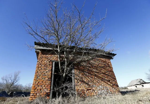 A tree grows out of the door of an abandoned barn in the 30 km (19 miles) exclusion zone around the Chernobyl nuclear reactor, in the abandoned village of Krasnoselie, Belarus, February 17, 2016. (Photo by Vasily Fedosenko/Reuters)