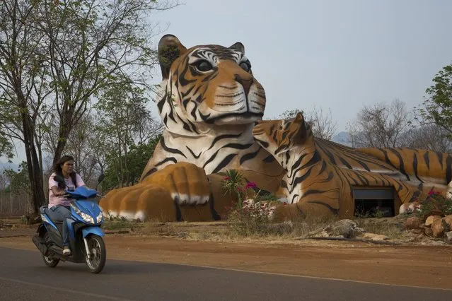 A building in the shape of a tiger mother and cub at the entrance to Tiger Temple, a Theravada Buddhist temple and monastery where paying visitors can pet and stroll with tigers, in Kanchanaburi, Thailand, March 16, 2016. (Photo by Amanda Mustard/The New York Times)