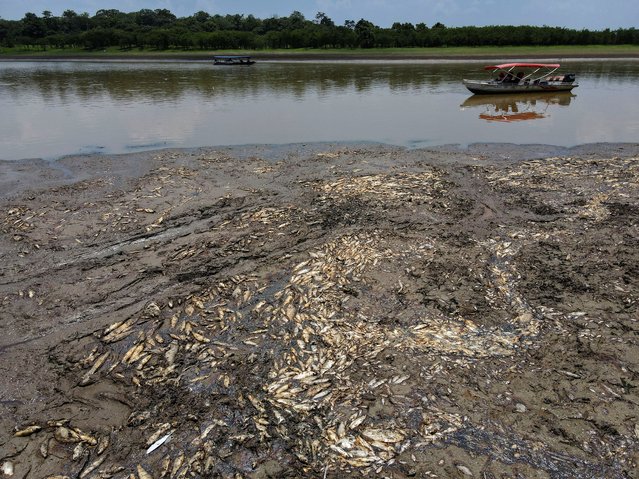 Dead fish are seen at Piranha lake, which has been affected by the drought of the Solimoes River, in Manacapuru, state of Amazonas, Brazil on September 27, 2023. (Photo by Bruno Kelly/Reuters)