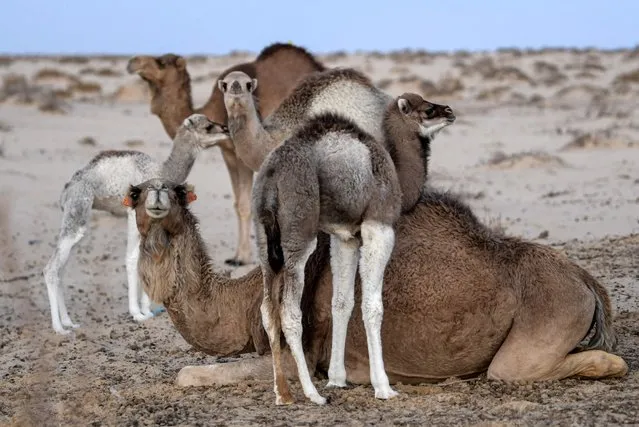 A sitting camel surrounded by calves looks on while in the Tunisian desert in Ong Jemel (Camel's Neck), near the Chott (salt lake) of Chtihatt Sghat, north of Tunisia's southwestern Nefta oasis on February 12, 2022. (Photo by Fethi Belaid/AFP Photo)
