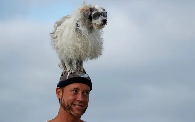 Prince Dudeman stands on Ryan Thor's head at the 14th annual Helen Woodward Animal Center “Surf-A-Thon” where more than 70 dogs competed in five different weight classes for “Top Surf Dog 2019” in Del Mar, California, U.S., September 8, 2019. (Photo by Mike Blake/Reuters)
