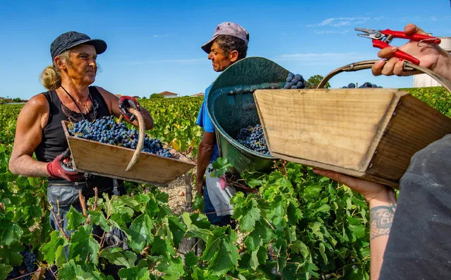 Agricultural workers harvest Cabernet-Sauvignon grapes at the vineyard Chateau Haut Brion near Bordeaux, France, 18 September 2019. The volumes of the grape harvests in Bordeaux are estimated between 5 and 5.3 million hectoliters by the Chamber of Agriculture. (Photo by Caroline Blumberg/EPA/EFE)