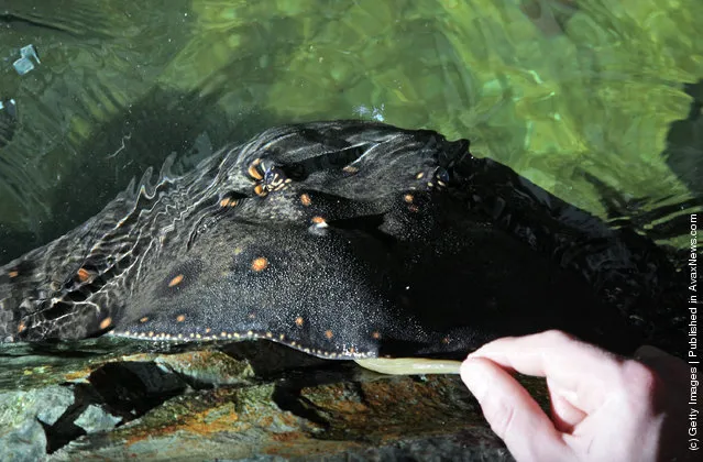 A adult freshwater stingray is hand fed by a keeper as it looks out from the display tank at Bristol Zoo's aquarium