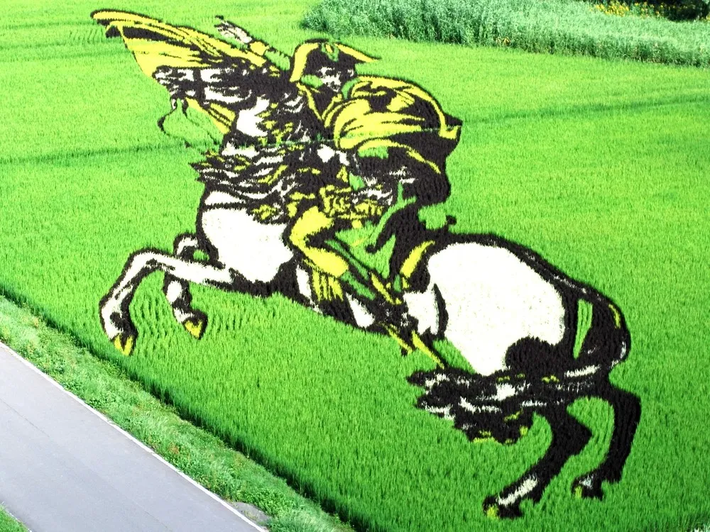 Rice Paddy Art