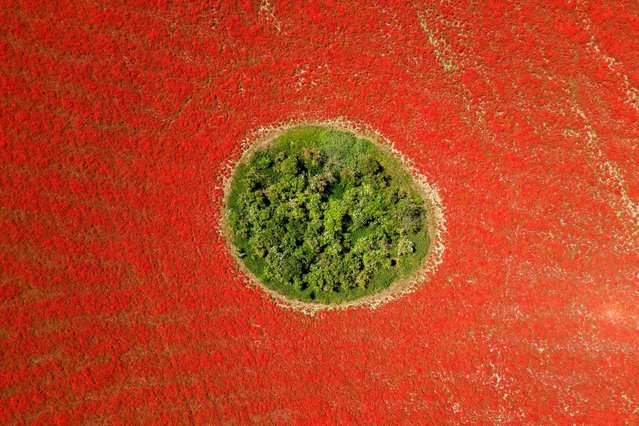 A field of poppies in flower in Great Massingham, Norfolk, UK on Tuesday, June 25, 2024. The field has been rewilded by the landowner, with the soil being ploughed and harrowed before being left for nature to run its course with the result being a huge sea of red poppies.  (Photo by Joe Giddens/PA Images via Getty Images)