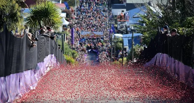 Spectators watch as thousands of Jaffa candies race down Baldwin Street on July 17, 2015 in Dunedin, New Zealand. The residential street is the steepest in the world and hosts the annual race to raise money for charity. (Photo by Rob Jefferies/Getty Images)