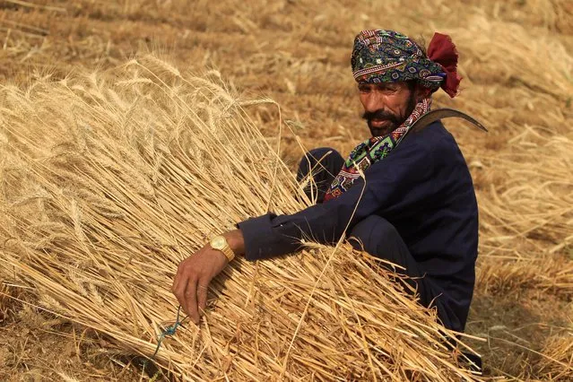 A farmer collects wheat at a field on the outskirts of Islamabad, Pakistan, May 6, 2016. (Photo by Faisal Mahmood/Reuters)