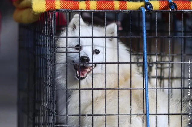 Dogs and their owners arrive on Day one of Crufts at the Birmingham NEC Arena