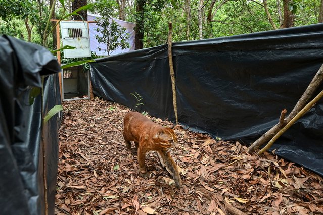 An Asian golden cat walks out from a box as it is released back into the wild after being treated for injuries by the Indonesian nature and conservation agency (BKSDA) after being caught by a poacher, in Jantho forest, Indonesia's Aceh province, on July 31, 2024. (Photo by Chaideer Mahyuddin/AFP Photo)