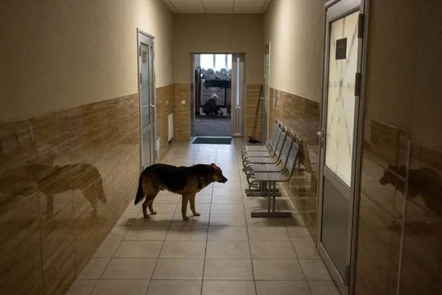 A dog stands in front of an operating room while medical team performs surgery on a Ukrainian soldier in a hospital, amid Russia's invasion, in Kramatorsk, Donetsk region, Ukraine, April 19, 2022. (Photo by Marko Djurica/Reuters)