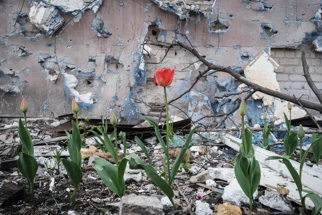 A tulip flower is seen next to the destroyed building by shelling in Rubizhne, eastern Ukraine, on April 23, 2022 amid the Russian invasion of Ukraine. (Photo by Yasuyoshi Chiba/AFP Photo)