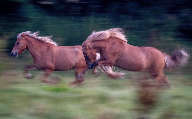 Icelandic horses run in their paddock at a stud farm in Wehrheim near Frankfurt, Germany, early Tuesday, August 13, 2024. (Photo by Michael Probst/AP Photo)