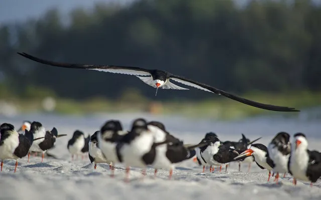 “Skimmer Skimming”. A Black Skimmer flies to the front of the flock on Lido Key in Sarasota, Florida. As my wife and I were walking north along the shore, we observed a flock of Black Skimmers flying south. The flock would land and every few minutes take off in a circular pattern just over the water. Photo location: Lido Key, Sarasota, Florida. (Photo and caption by Paul Vuocolo/National Geographic Photo Contest)