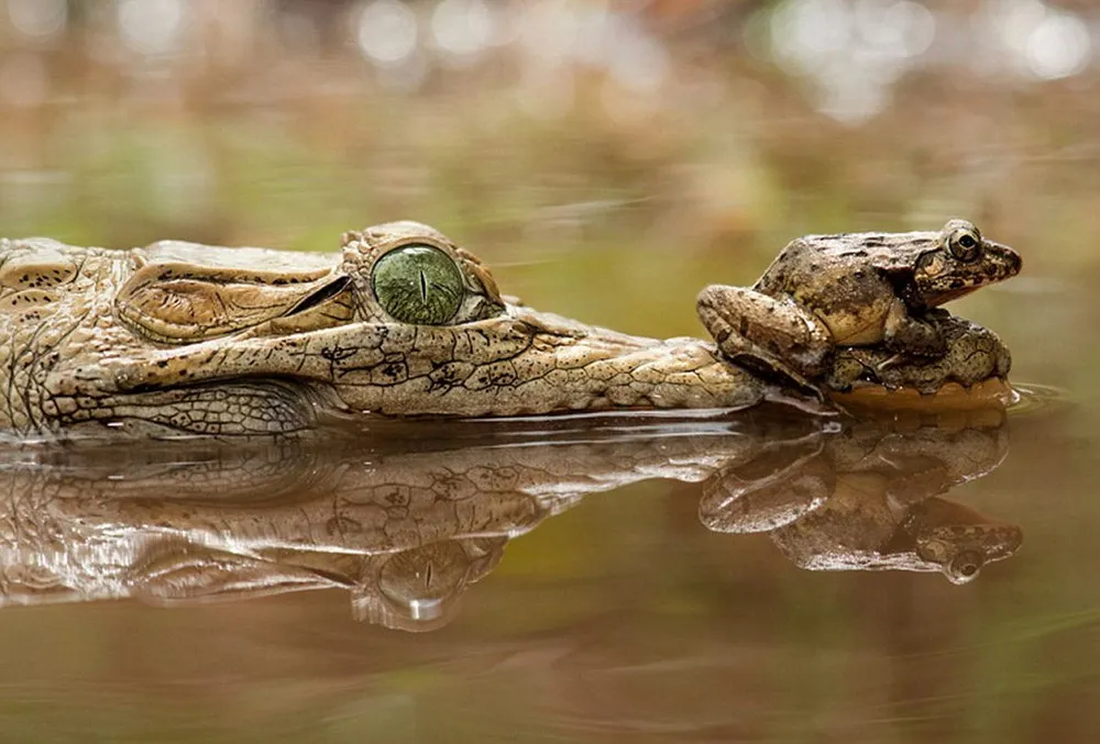 Frog Perched On The Crocodile
