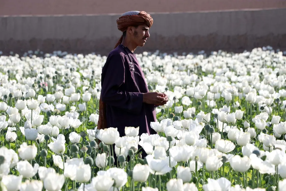 Some Photos: In Flowers