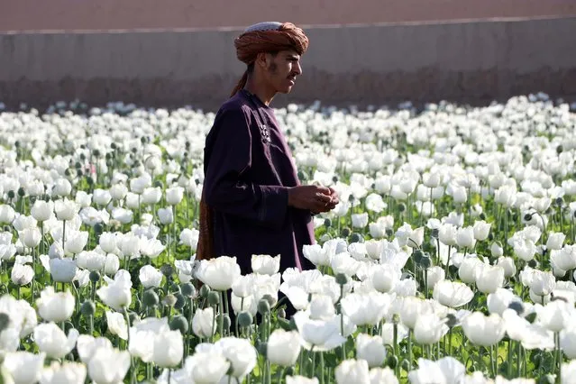 An Afghan farmer works in poppy fields on the outskirts of Kandahar, Afghanistan, 15 March 2022. In war-torn Afghanistan, more than three million addicts are estimated to exist, with farmers in some districts cultivating poppies instead of crops to make a living. (Photo by EPA/EFE/Stringer)