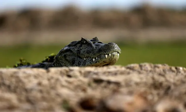 An alligator is seen in a pond that is not receiving water from the Pilcomayo river, on the border between Paraguay and Argentina, that is facing its worst drought in almost two decades, in Gral. Diaz, 500 km northwest of Asuncion, June 24 2016. (Photo by Jorge Adorno/Reuters)