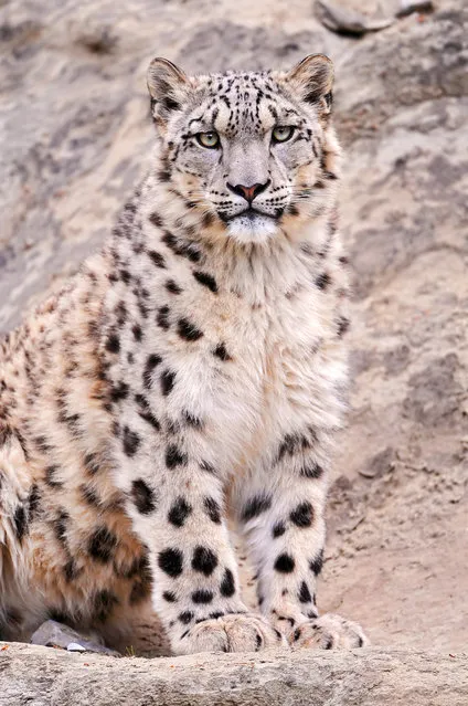 snow leopard