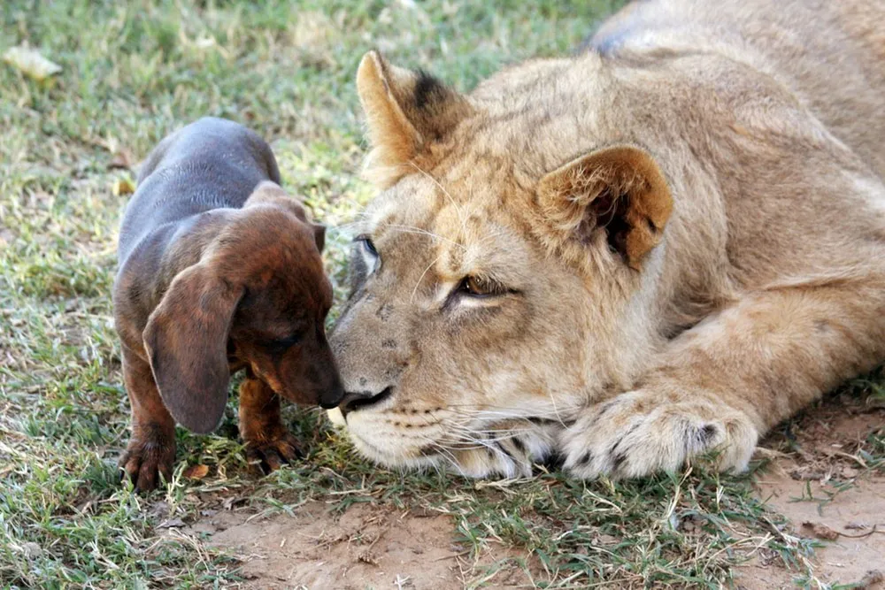 Llion and Dachshund