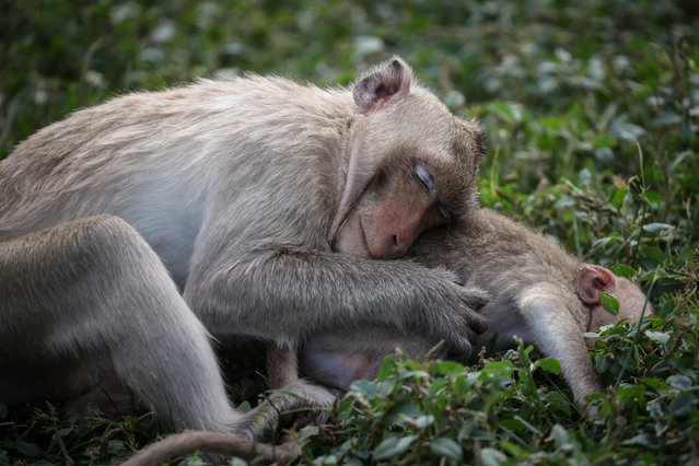Long-tailed macaques rest at Phra Prang Sam Yot temple, as officials start capturing monkeys in Lopburi, Thailand, on June 5, 2024. Before COVID-19 shut Lopburi, some of its 58,000 residents casually fed the 3,000 long-tailed macaques that lived alongside and even threw an annual fruit banquet for them, drawing tourists to “Monkey City”, a three-hour drive north of Bangkok. The macaques, believed to bring good fortune, also inhabit nearby forests and have long been a part of the city's history. But after Lopburi came out of the pandemic lockdown in mid-2022, its residents found that the monkeys, without people feeding them, had become unruly. (Photo by Chalinee Thirasupa/Reuters)