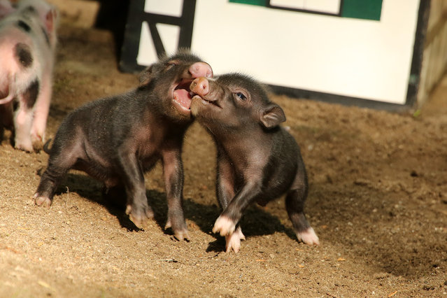 Five micropigs born to mother, “Truffel”, are seen in Zoo Wuppertal on August 11, 2014 in Wuppertal, Germany.  The five micropigs are the major attraction of Zoo Wuppertal. Pigedy, Fiete, Frederik, Smartie are 4 males and is Keks is a female micropig. (Photo by Animal Press/Barcroft Media)