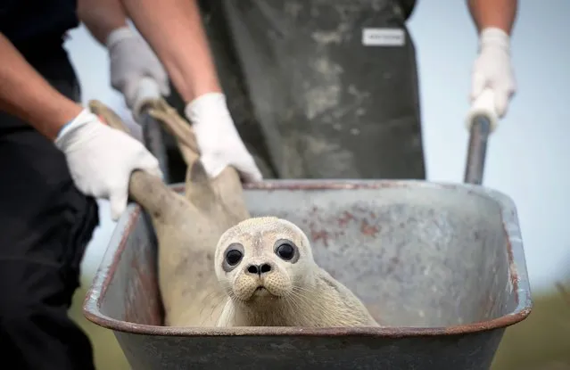 A young seal sits in a pushcart as it is brought to a ship from the seal station in Friedrichskoog, northern Germany, Sunday, August 10, 2014. The Seal Center Friedrichskoog is the only authorized shelter for abandoned or sick seals in the state of Schleswig-Holstein. (Photo by Daniel Reinhardt/AP Photo/DPA)