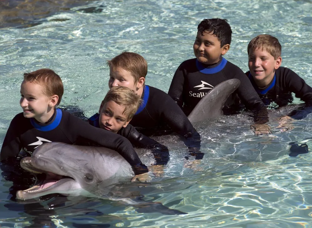 Patients Take Part in Dolphin Interaction Program