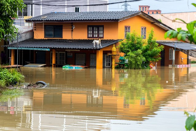 A dog stands on a roof of a flooded house at Hat Yai district, Songkhla province, Thailand on November 30, 2024. (Photo by Roylee Suriyaworakul/Reuters)