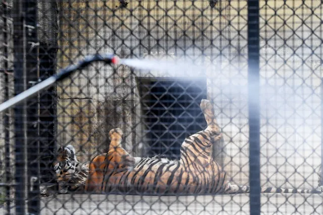 A worker (L) sprays disinfectant near the cages of tigers during a government-imposed nationwide lockdown as a preventive measure against the COVID-19 coronavirus, at Alipore Zoological Garden in Kolkata on April 8, 2020. (Photo by Dibyangshu Sarkar/AFP Photo)