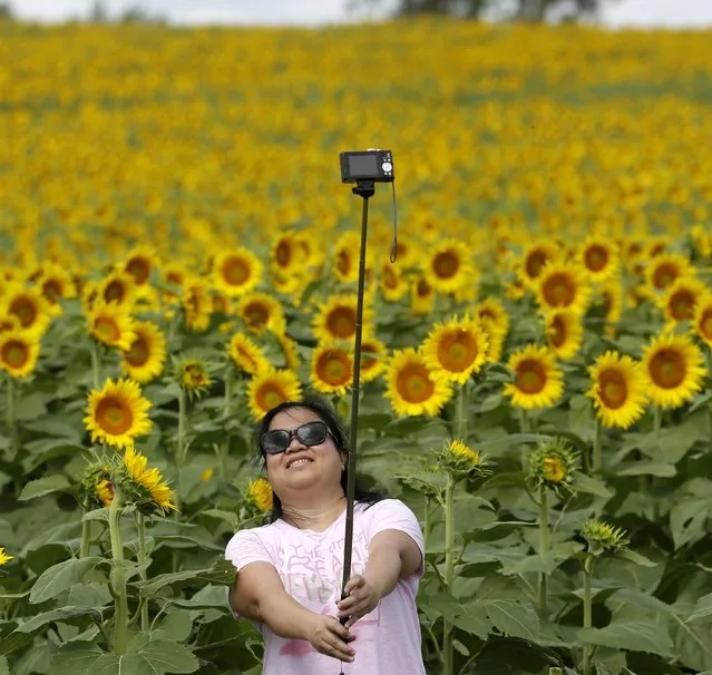 Cecil Abella, from Topeka, Kan, takes a self portrait in a sunflower field Monday, September 1, 2014, near Lawrence, Kan. The 40 acre field planted annually by the Grinter family draws bees and lovers of sunflowers alike during the weeklong late summer blossoming of the flowers. (Photo by Charlie Riedel/AP Photo)