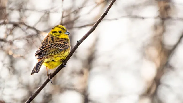 A yellowhammer in Wicklow, Ireland. (Photo by Holly Grogan/Alamy Stock Photo)