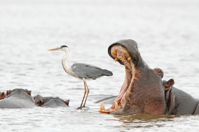 “Misleading African viewpoints 2”. A hippo yawns next to a heron standing on the back of another hippo in Kruger national park, South Africa. (Photo by Jean Jacques Alcalay/Comedy Wildlife Photography Awards)