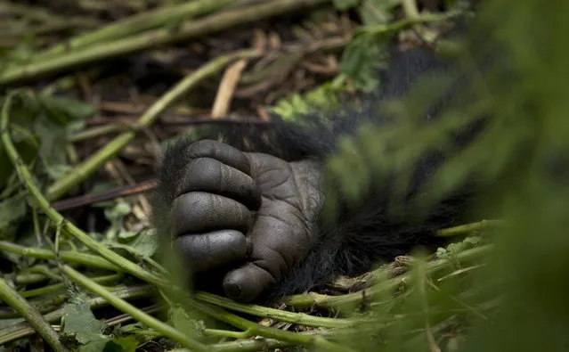 In this photo taken Friday, September 4, 2015, a member of a family of mountain gorillas named Amahoro, which means “peace” in the Rwandan language, takes a rest in the dense forest on the slopes of Mount Bisoke volcano in Volcanoes National Park, northern Rwanda. (Photo by Ben Curtis/AP Photo)