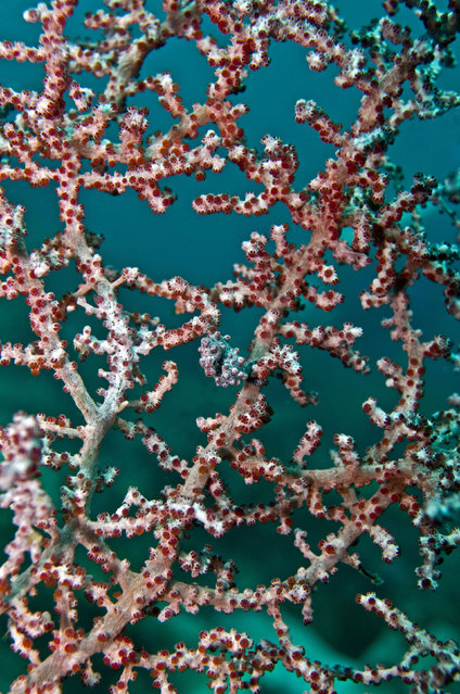 A pigmy seahorse blends perfecty into surrounding coral in waters in Indonesia. (Photo by Ron and Valerie Taylor/Caters News/Ardea)