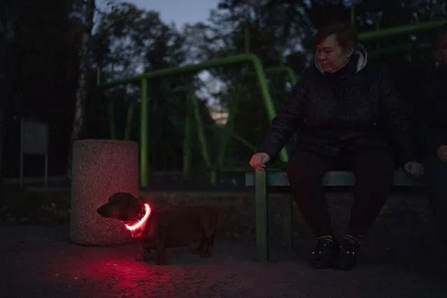 Using a lighted collar, a dog named Jack stands next to his owner Valentina at a park in Kryvyi Rih, Ukraine, Friday, October 14, 2022. (Photo by Leo Correa/AP Photo)