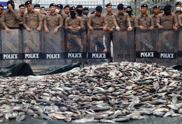 The many blackchin tilapia fish poured onto the street in front of the police officers stand guard during a protest outside the Government House in Bangkok, Thailand, 18 March 2025. Thai Fish farmers have gathered with about 2 tons of blackchin tilapia fish to poured outside the Government House as to calling the government assistance in addressing the issue on about the blackchin tilapia, is an invasive species found in the waters of 19 provinces in Thailand, causing damage to the ecological system in rivers, canals, and swamps. This has resulted in the decline of native fish species and aquatic animals, according to Thailand's Department of Fisheries. (Photo by Narong Sangnak/EPA)