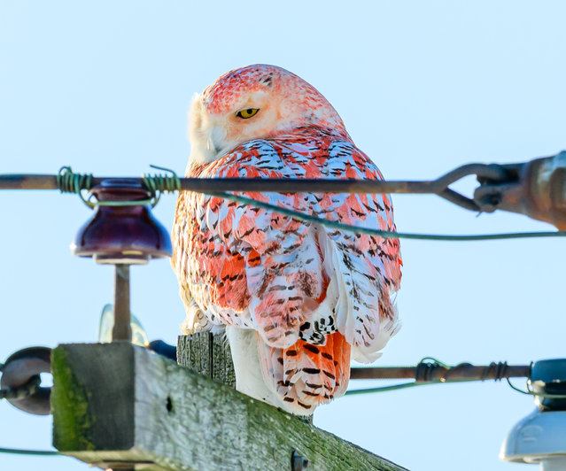 A rare Snowy Owl with burnt orange markings perches in Huron County, Michigan on April 7, 2025 – the striking bird, captured by photographer Julie Maggert after a four-day, 900-mile pursuit, has baffled experts and captivated wildlife lovers around the world. (Photo by Julie Maggert/Two Point O Media/Cover Images)
