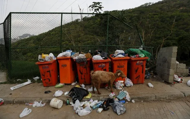 A goat is seen next to garbage at Turano slum in Rio de Janeiro, Brazil, October 1, 2015. (Photo by Sergio Moraes/Reuters)