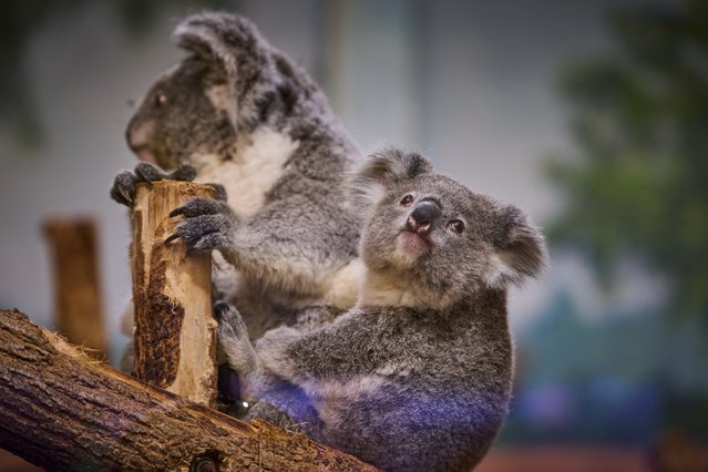 A koala cub named Kookynie (R) is pictured with his mother named Geona inside his enclosure at the Beauval Zoopark in Saint-Aignan, central France, on May 7, 2025. (Photo by Guillaume Souvant/AFP Photo)
