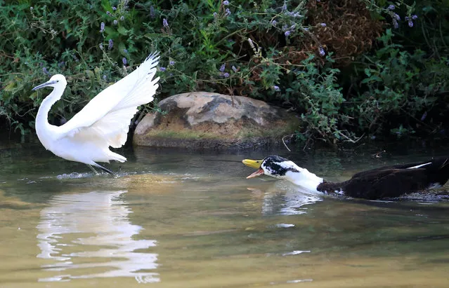 A duck and a migrant bird are seen at Wazzani river near Khiam village, south Lebanon, September 4, 2016. (Photo by Jamal Saidi/Reuters)