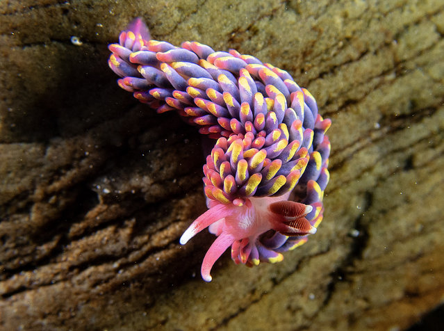 Undated handout photo courtesy of Paul Naylor of a rainbow sea slug in a Wembury rock pool. The Wildlife Trusts annual marine review for 2024 highlighted conservation projects to reconnect land and ocean habitats and restore native oyster beds and a network of snorkelling trails to bring people closer to nature in Scotland's seas. Issue date: Thursday December 19, 2024. (Photo by Paul Naylor/PA Wire)