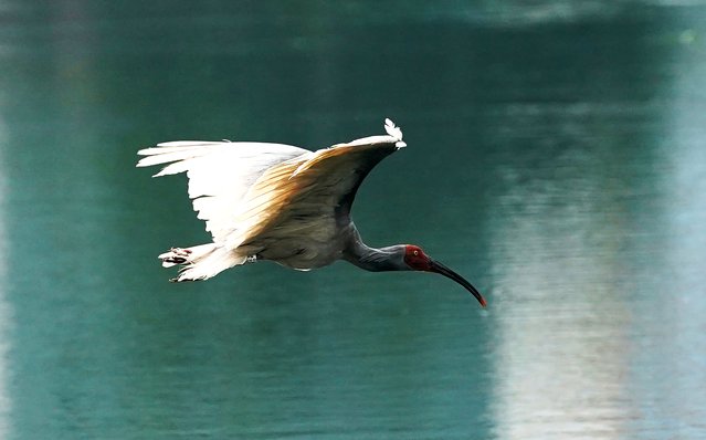 A crested ibis, an endangered bird species once believed to be extinct in China, is released into the wild on May 22, 2025 in Muchuan County, Leshan City, Sichuan Province of China. Twelve crested ibises were released into the wild on May 22. (Photo by An Yuan/China News Service/VCG via Getty Images)