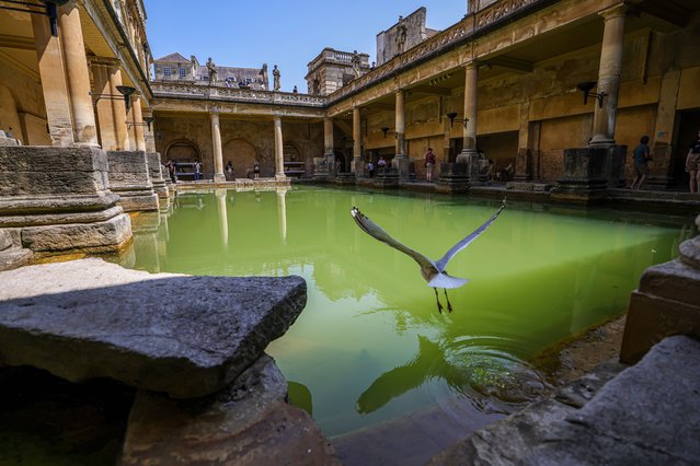 A seagull flies over the Roman Bath, which is considered one of the most important cultural heritages of the city and has survived from the Roman period to the present day, in Bath, United Kingdom on June 19, 2025. The bath, which draws attention with its architecture, consists of four main parts: a sacred spring, a temple, a bath area and a museum. More than a million tourists visit the Roman Bath annually, although visitors are prohibited from entering the water due to health risks. (Photo by Nurettin Boydak/Anadolu via Getty Images)