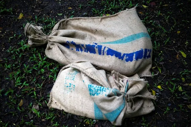 Sacks containing monitor lizards are pictured at Lumpini park in Bangkok, Thailand, September 20, 2016. (Photo by Athit Perawongmetha/Reuters)
